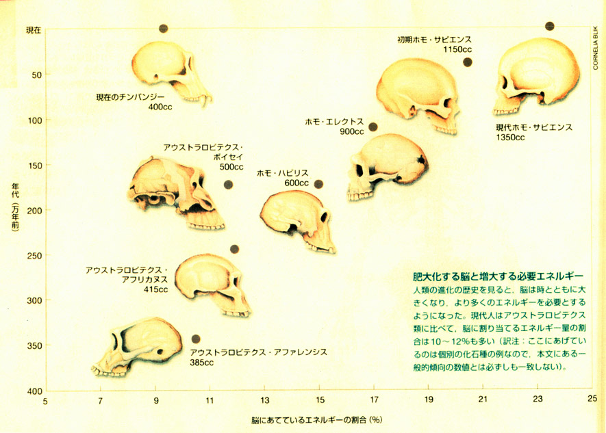 W・R・レナード『美食が人類を進化させた』(日経サイエンス、2003年3月号)より引用