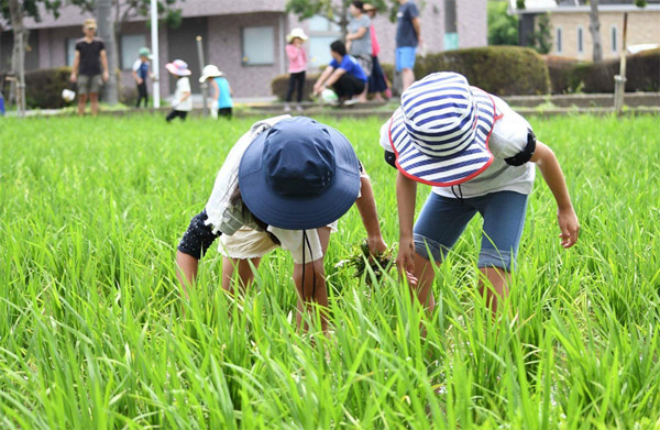 図２　田んぼで除草作業をする子どもたち（あばれんぼうキャンプより）