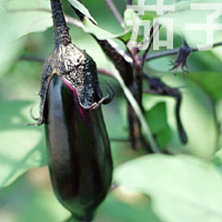 茄子の画像