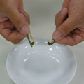 煮干の画像
